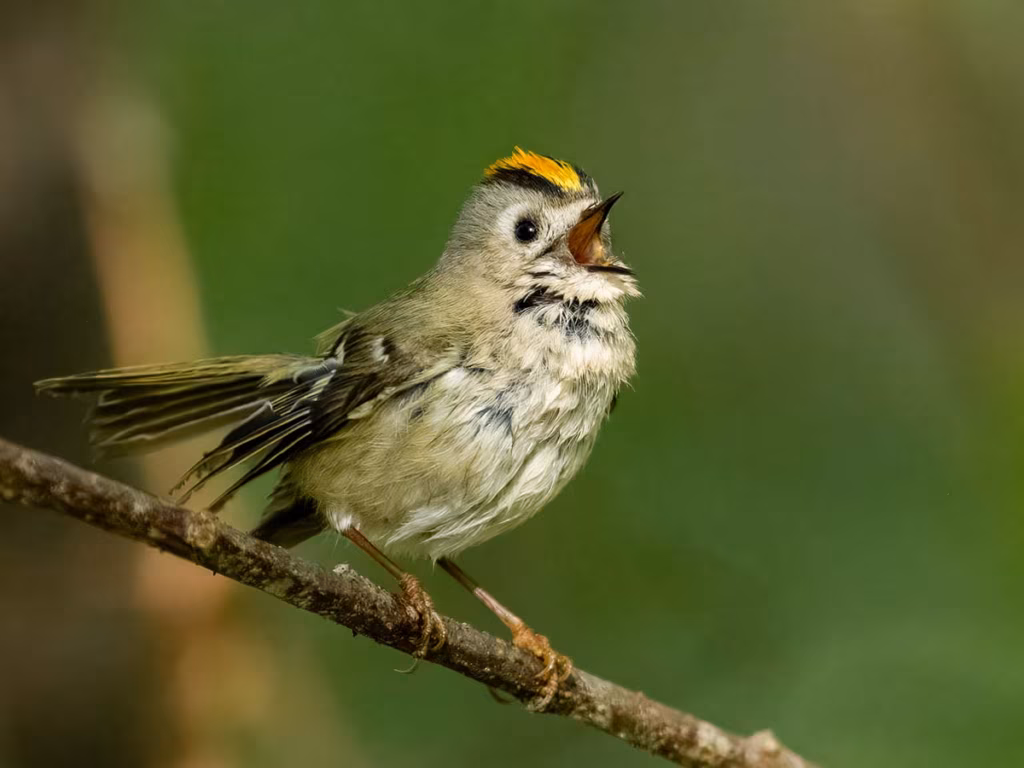 Loodusfoto võistlus